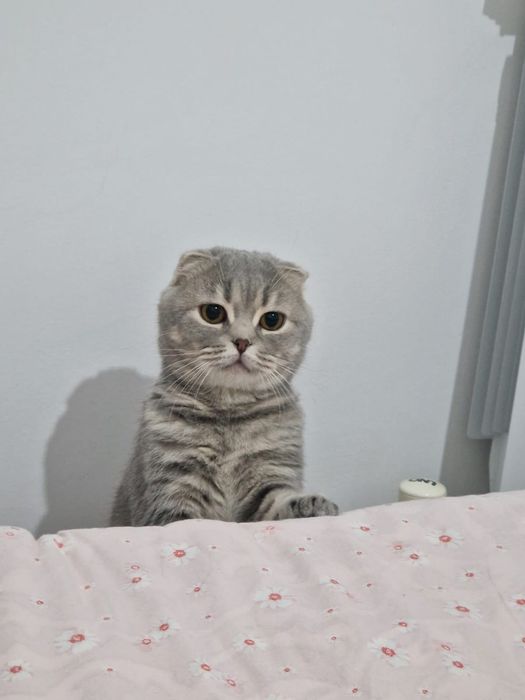 Тегін қыз мысық 2 жыл болған