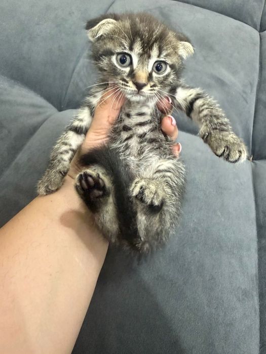 Шатланский котенок