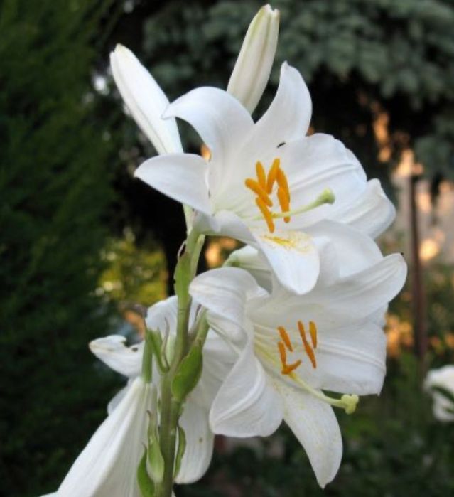 Bulbi crini alb (lilium candidum)