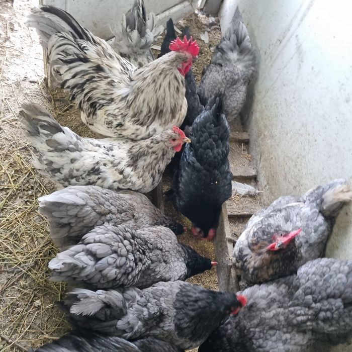 Ouă de găină rasa australorp