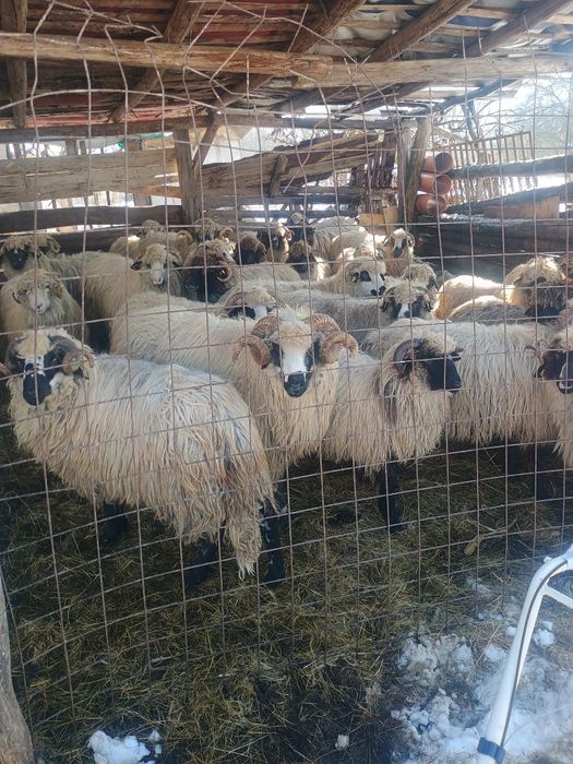 Vând oi bune de tinut