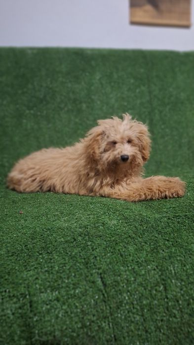 Пудел Той пуделче момиче