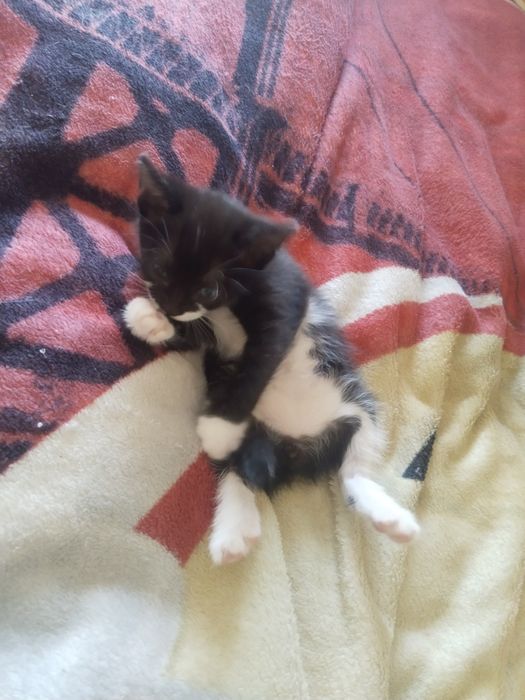 Котёнок  в хорошие руки