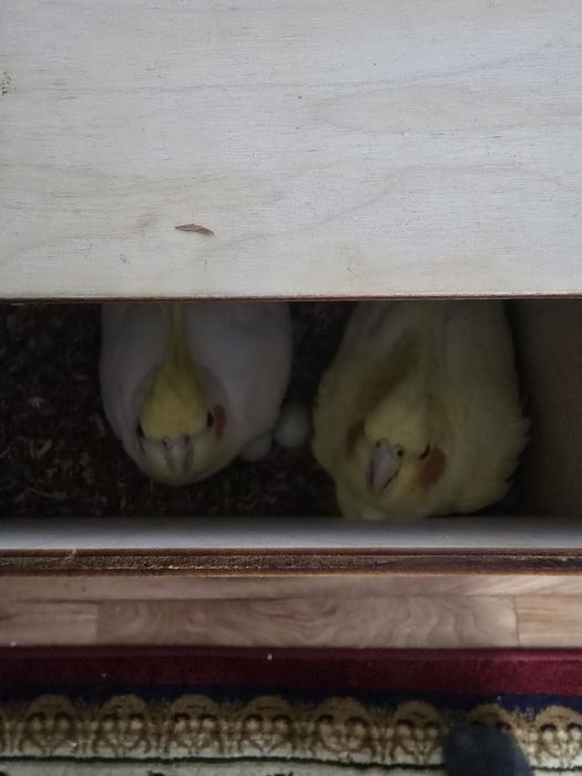 Сформированная пара Корелл для разведения