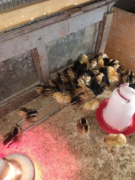 Vând găini araucana