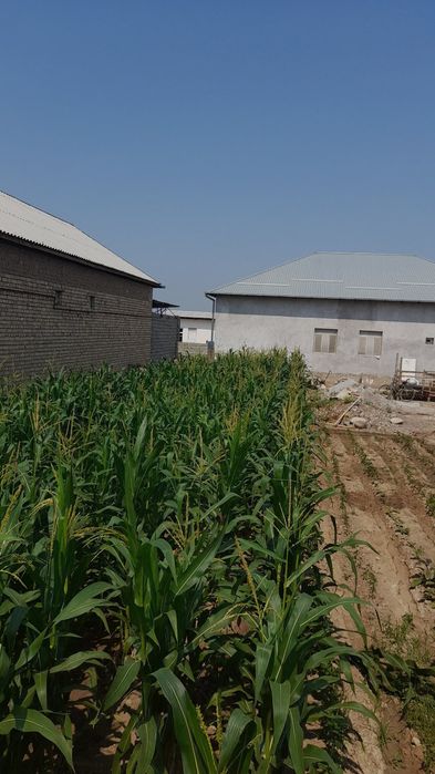 Toshkent viloyati, ortasaroyda 3 sotix quruq yer uchastkasi sotiladi