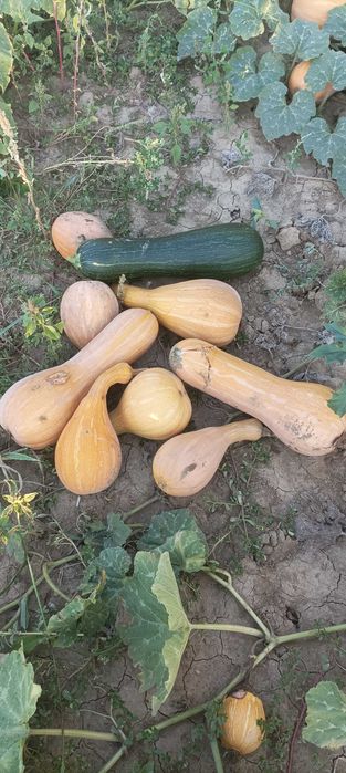 Тикви за животни
