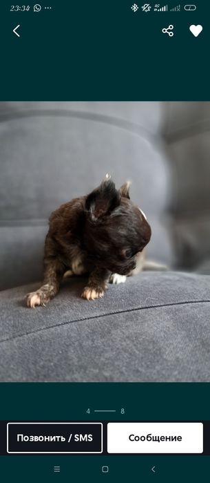 Продам мини чихуахуа