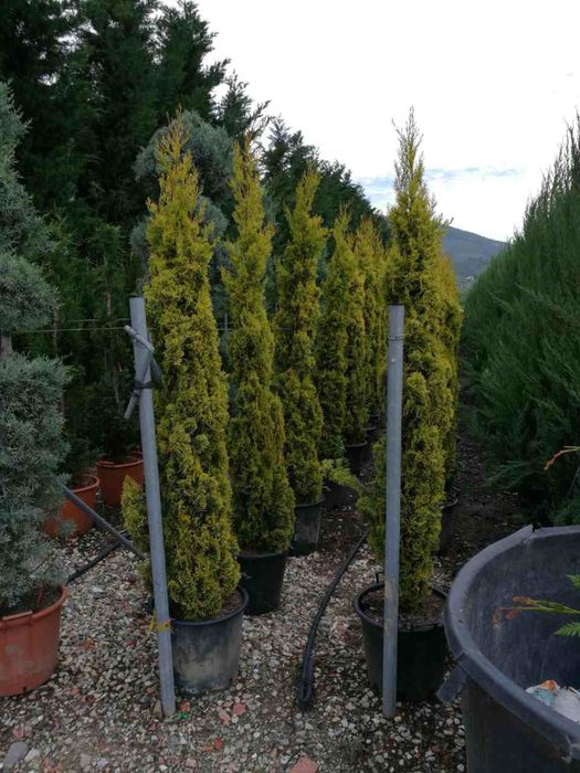 Спирали топки и пон-пони