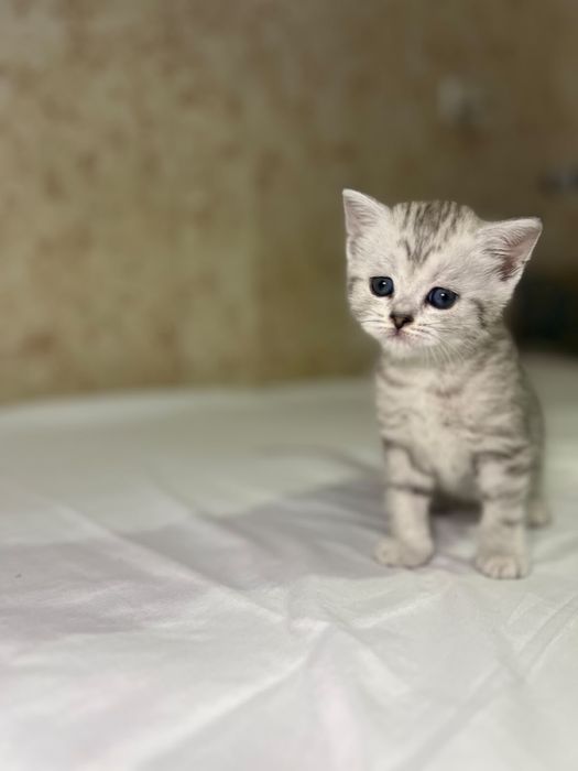 Продоется котенок