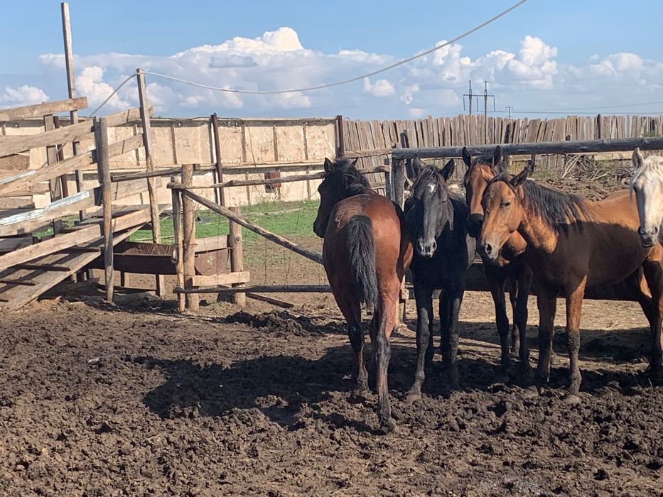 Продам лошадей с откорма