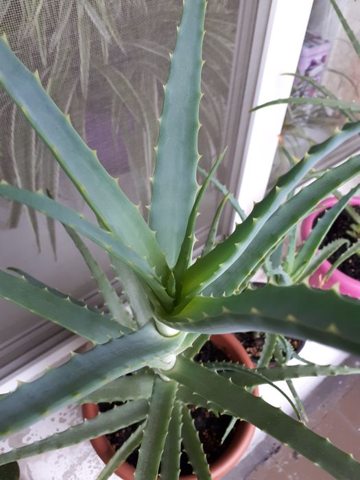 Алоэ древовидное