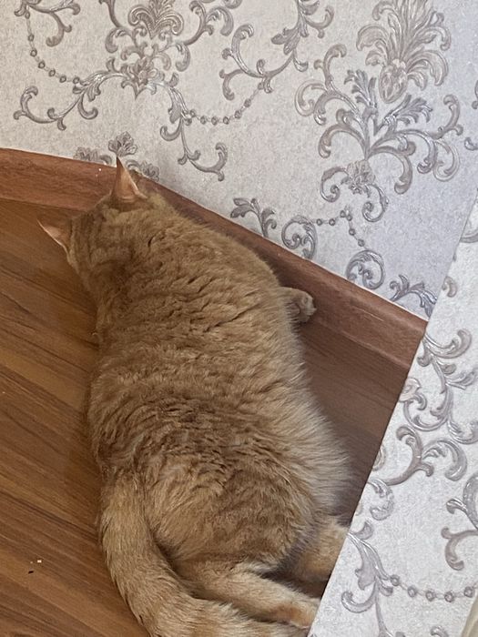 Отдаю в добрые руки кота