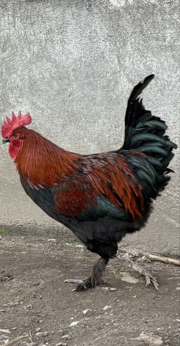Oua Marans, Araucana si Pita Pinta