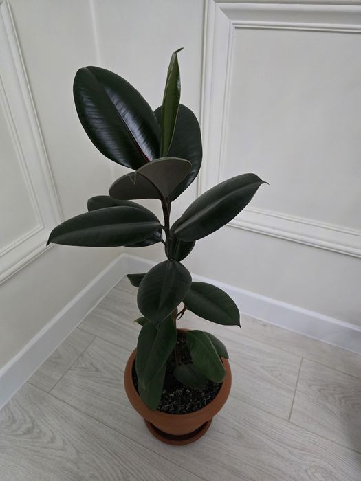 Продаю комнатные растения.