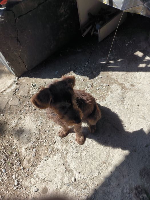 Продам щенка дратхара сука, 5 месяцев