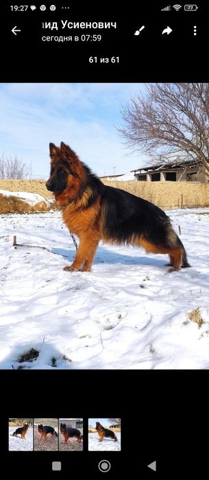 Тоха конли немис овчаркаси сотилади