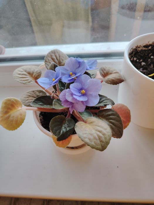 Фиалка продам...