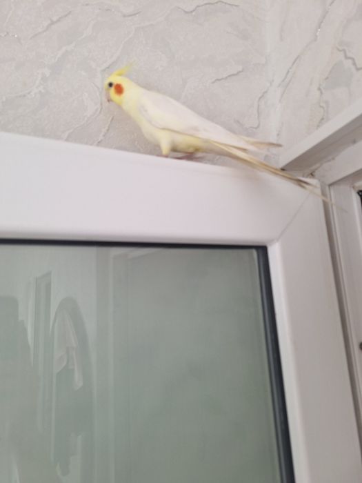 Попугай говорящий
