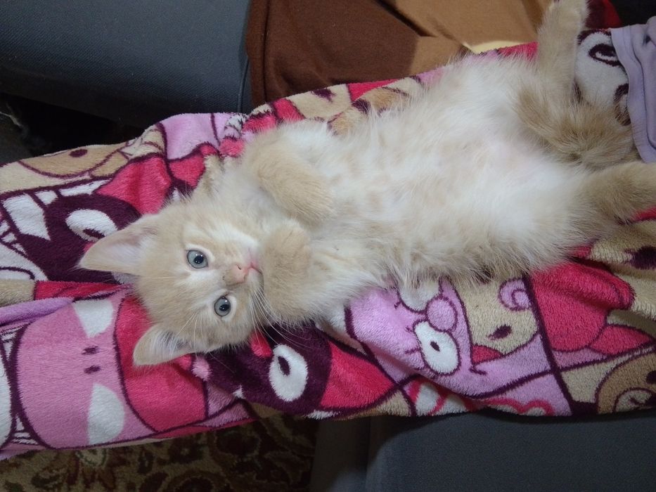 Отдам котят бесплатно