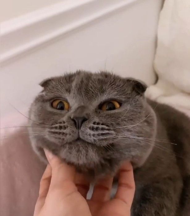 Британские котята