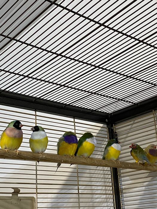 Амадины чисто кровные гульды