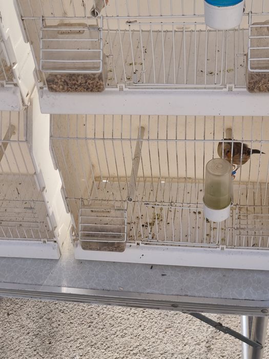 Vând canari  150 perechia