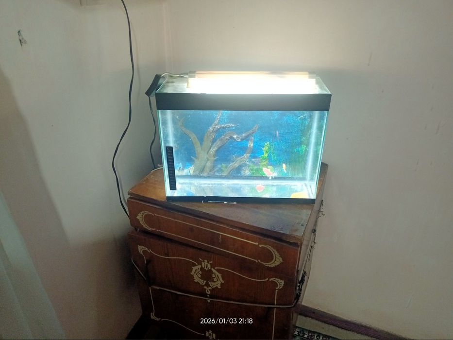 Akvarium baliqlari bilan