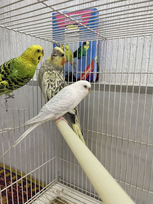 Продаю попугаев корелла