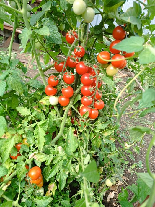 Продам помидоры разных сортов