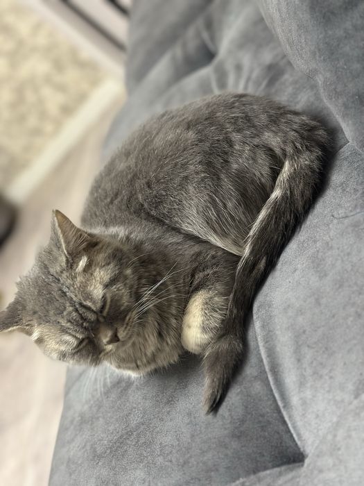 Отдам в добрые руки кота