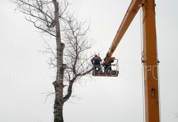 Спил корнирования деревьев.