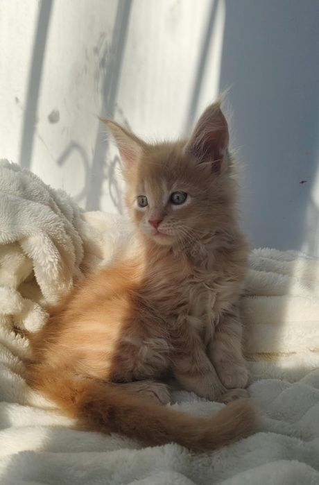 Куномалыши ждут родитей