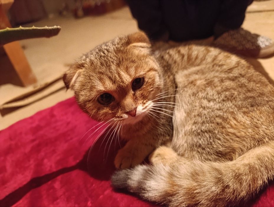 Срочно продаётся (золотая шиншила) девочка