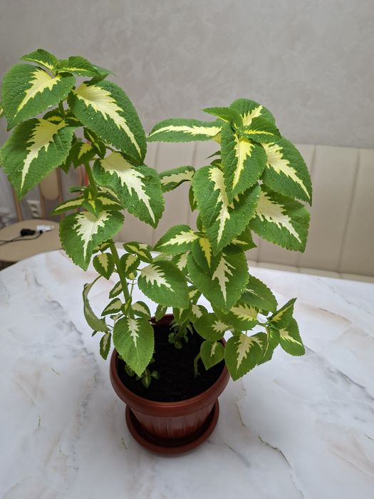 Продам комнатный цветок колеус