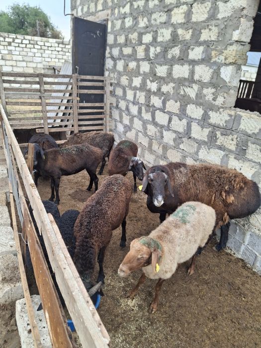 Продам баранов в Актобе