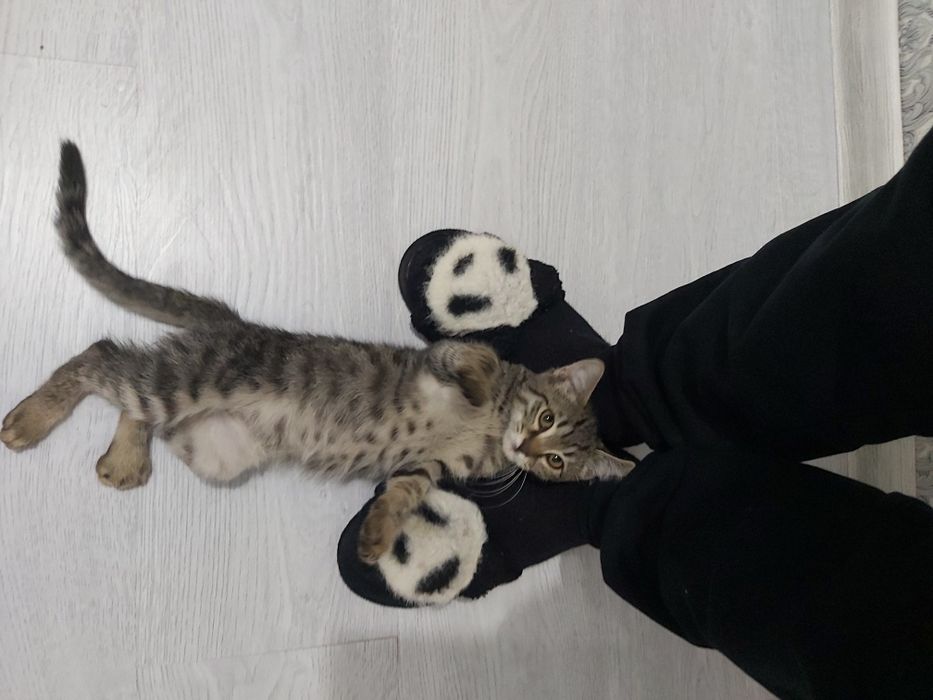 Котята / mushuk bolasi