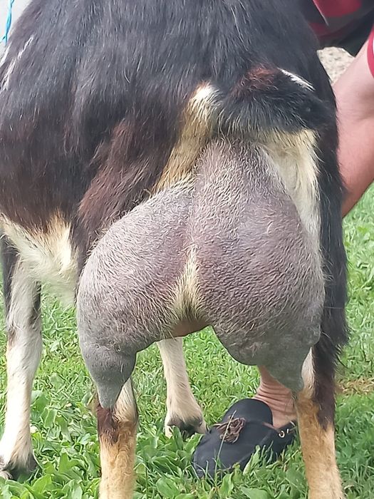 Vand capra buna de lapte