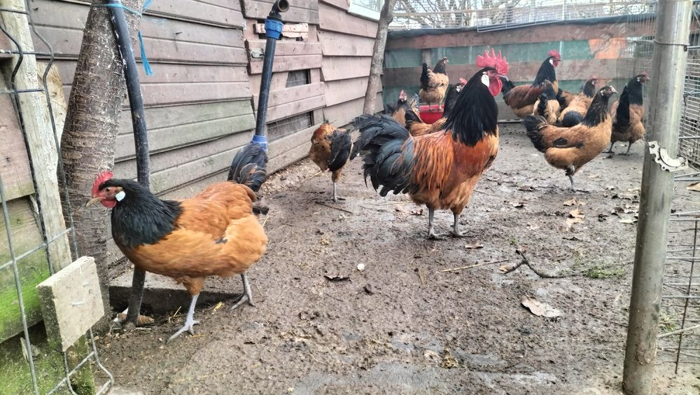 Ouă de vânzare rasa Vorverk