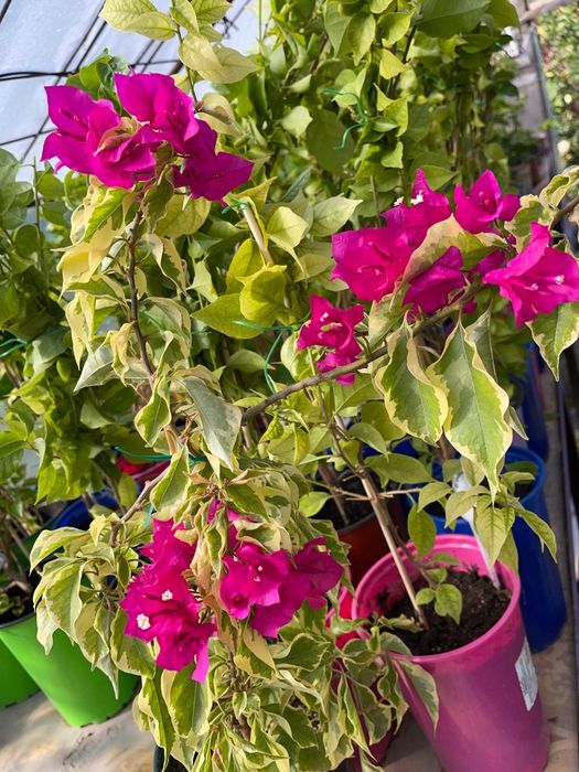БУГЕНВИЛИЯ в горшках