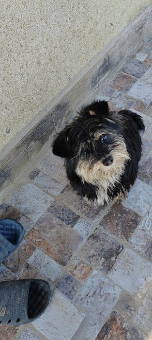 Cățelușa pentru adopție