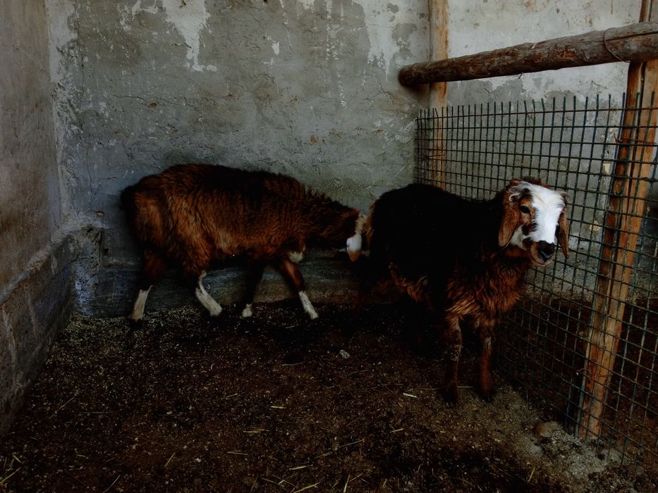 Moda barralar sotiladi