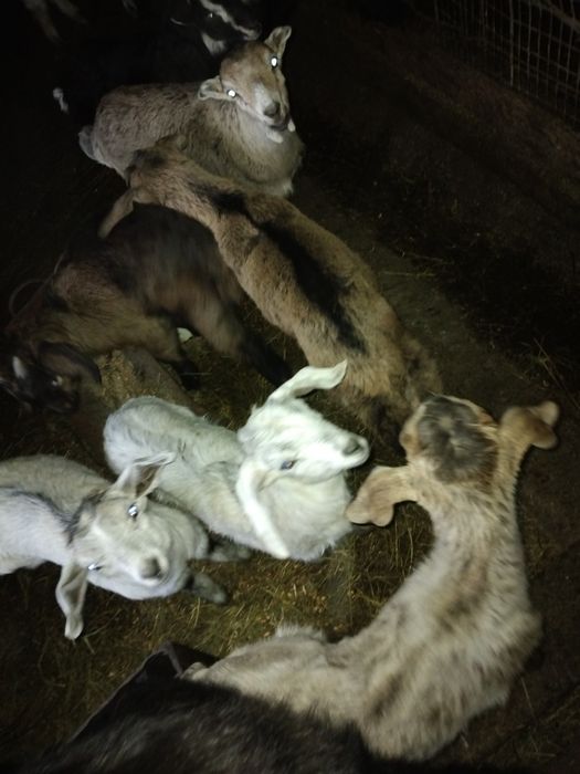 Vând capre bune de lapte