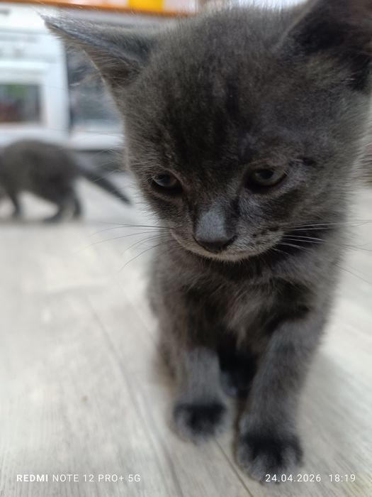 Отдам котенка в добрые руки