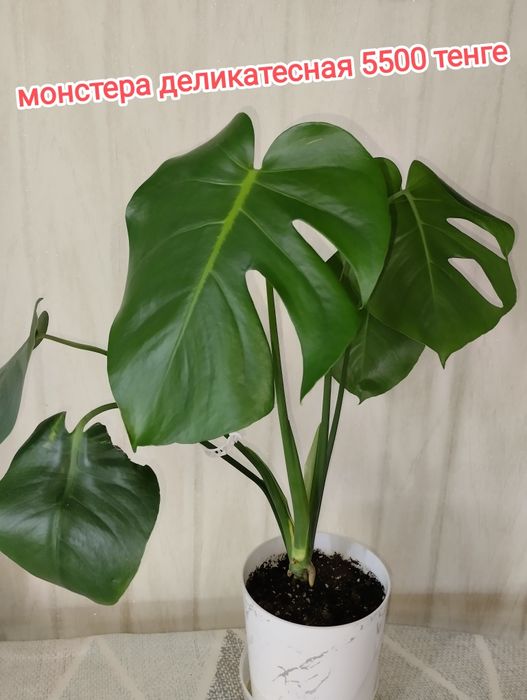 Продам комнатные цветы