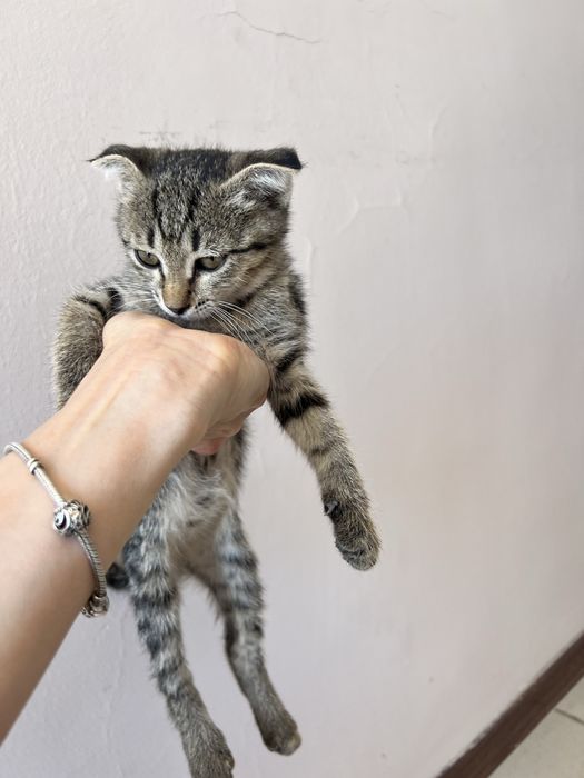 Котенок в добрые руки