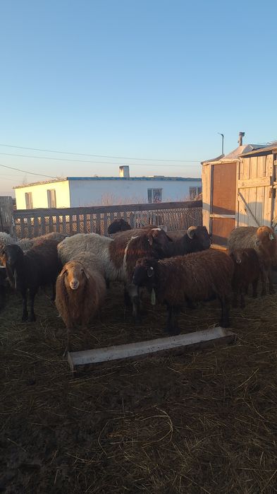 Козылы койлар сатам 21 бас