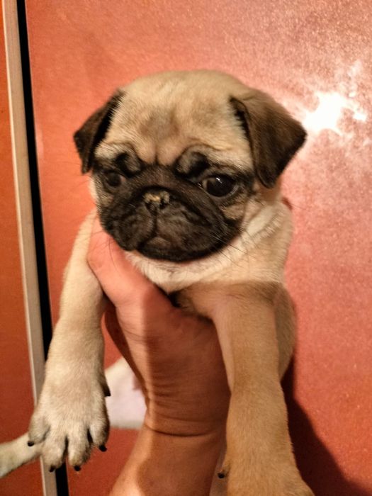 Продам щенков мопса.