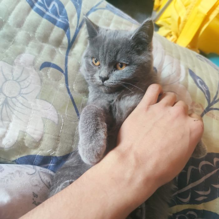 Biritanske xumpar mushuk yoshig yetmagan