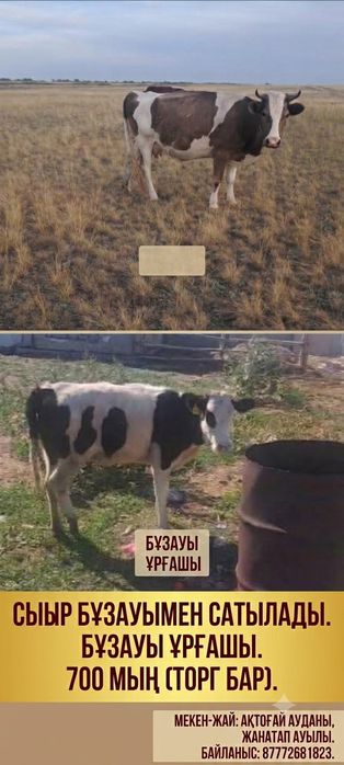 Сиыр сатылады бузаула.